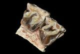 Fossil Running Rhino (Hyracodon) Maxilla Section - South Dakota #146340-2